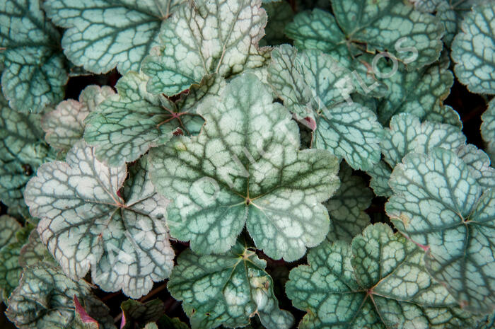 Dlužicha 'Bardot' - Heuchera hybrida 'Bardot'