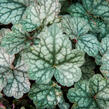 Dlužicha 'Bardot' - Heuchera hybrida 'Bardot'