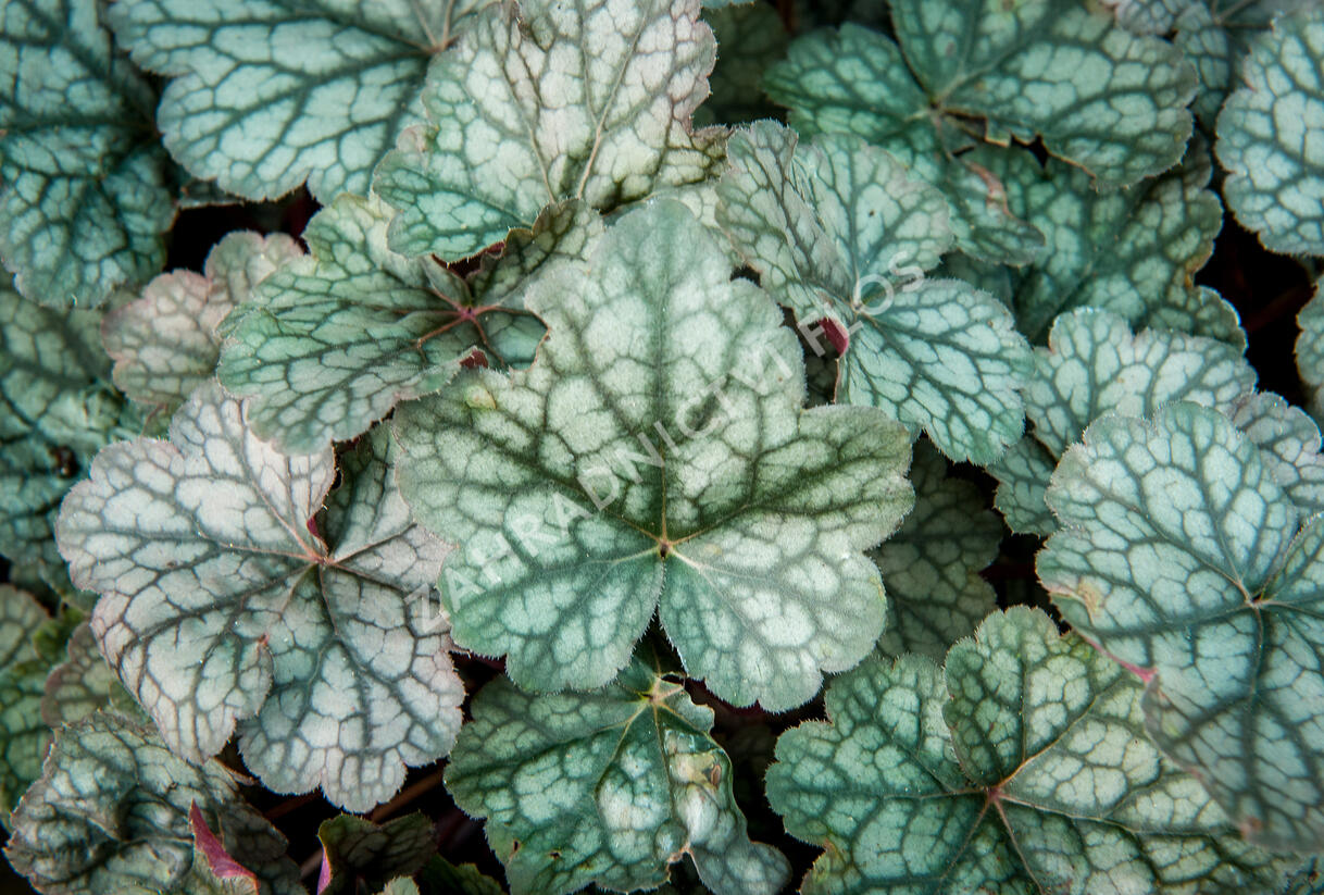Dlužicha 'Bardot' - Heuchera hybrida 'Bardot'