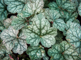 Dlužicha 'Bardot' - Heuchera hybrida 'Bardot'