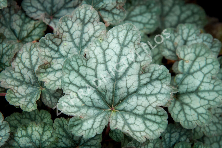 Dlužicha 'Bardot' - Heuchera hybrida 'Bardot'
