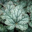 Dlužicha 'Bardot' - Heuchera 'Bardot'