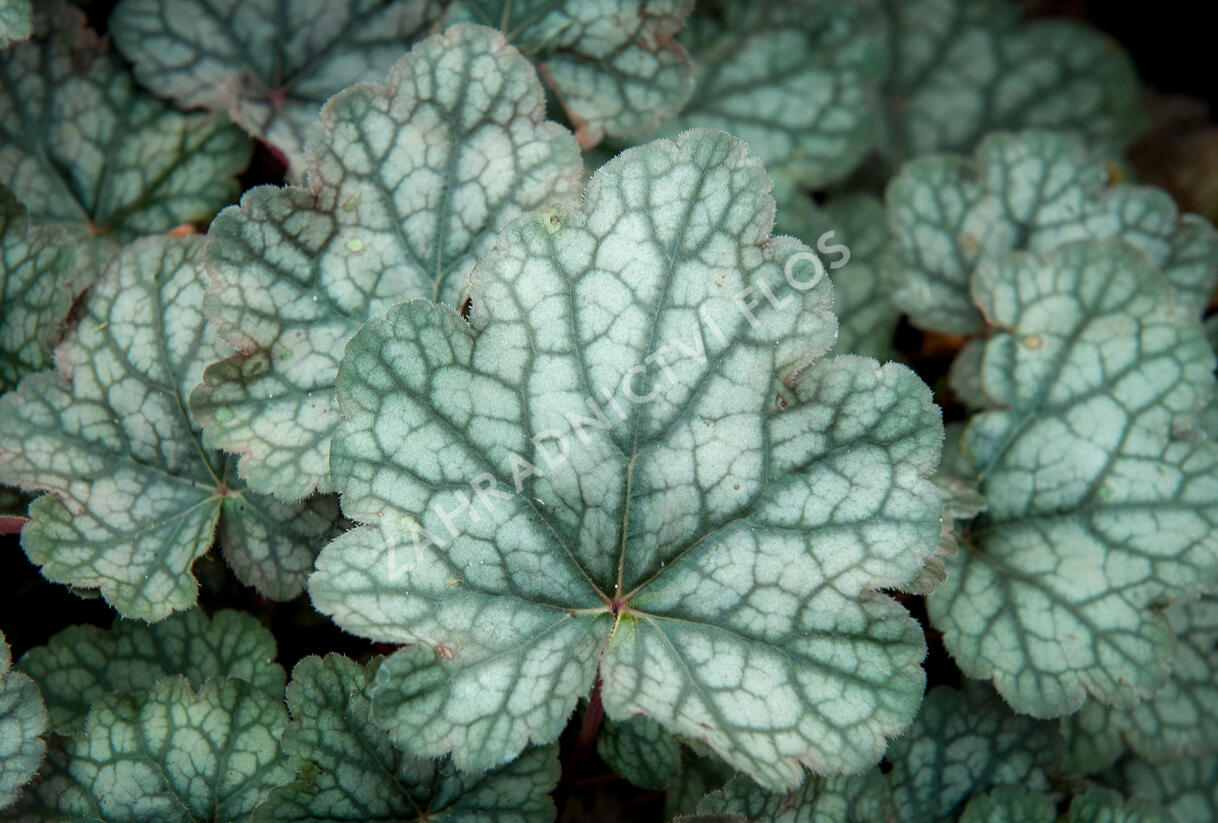 Dlužicha 'Bardot' - Heuchera hybrida 'Bardot'
