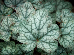 Dlužicha 'Bardot' - Heuchera hybrida 'Bardot'
