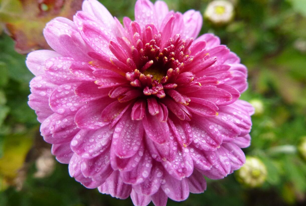 Listopadka 'Mei-kyo' - Dendranthema koreanum 'Mei-kyo'