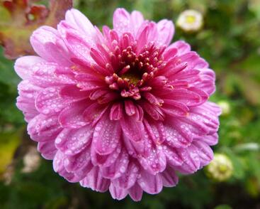 Listopadka 'Mei-kyo'