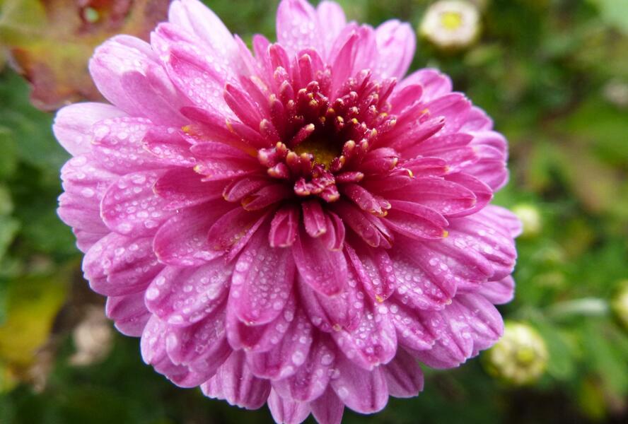 Listopadka 'Mei-kyo' - Dendranthema koreanum 'Mei-kyo'