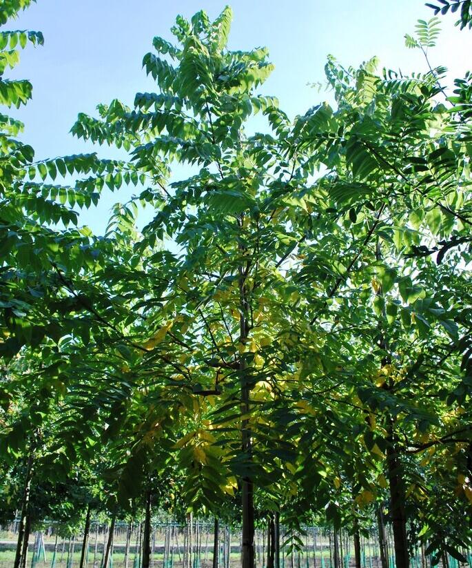 Ořešák černý - Juglans nigra