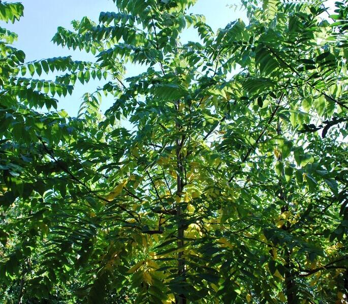 Ořešák černý - Juglans nigra