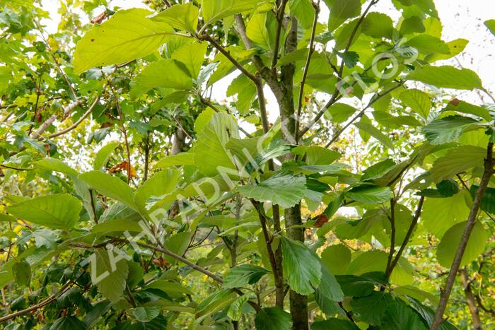 Jeřáb muk 'Gigantea' - Sorbus aria 'Gigantea'