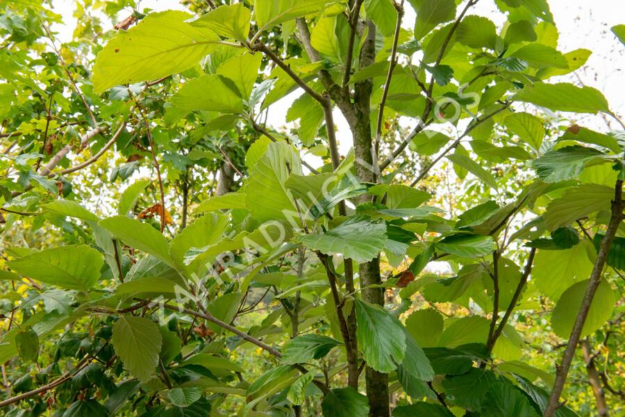 Jeřáb muk 'Gigantea' - Sorbus aria 'Gigantea'