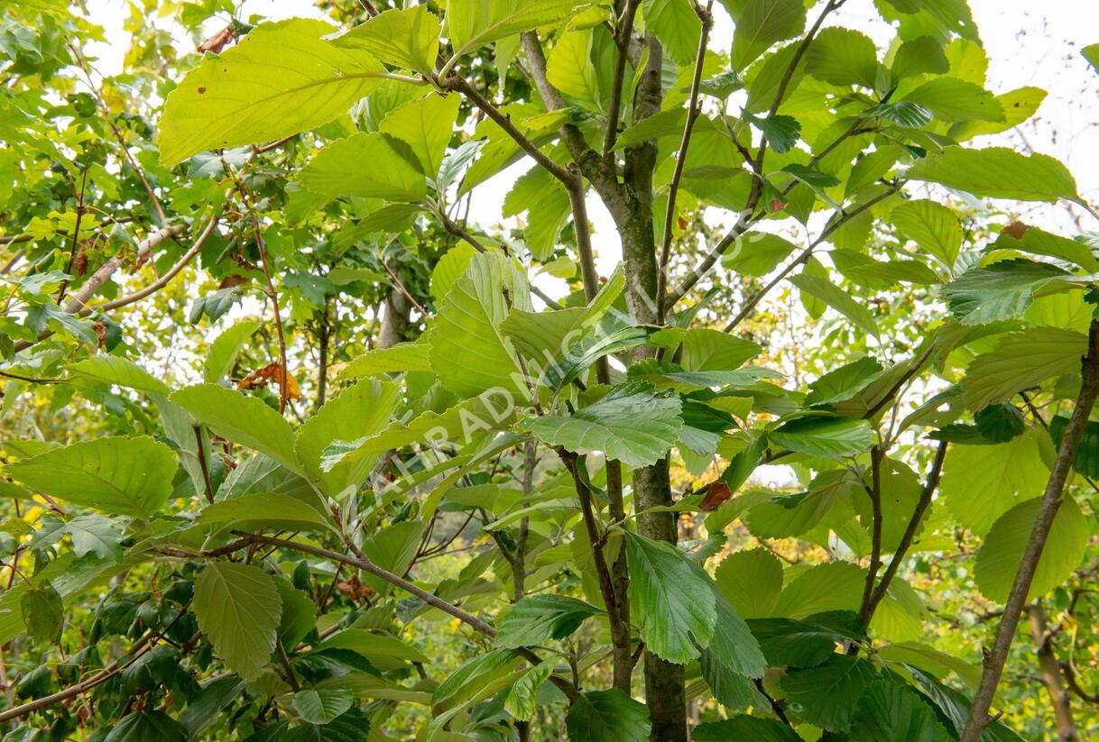 Jeřáb muk 'Gigantea' - Sorbus aria 'Gigantea'
