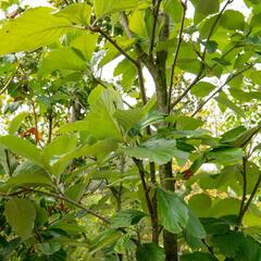 Jeřáb muk 'Gigantea' - Sorbus aria 'Gigantea'