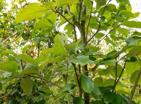 Jeřáb muk 'Gigantea' - Sorbus aria 'Gigantea'