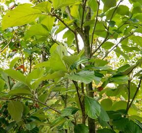 Jeřáb muk 'Gigantea' - Sorbus aria 'Gigantea'