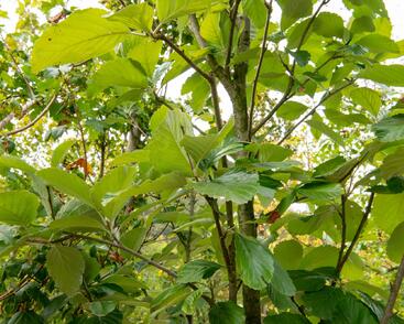 Jeřáb muk 'Gigantea'