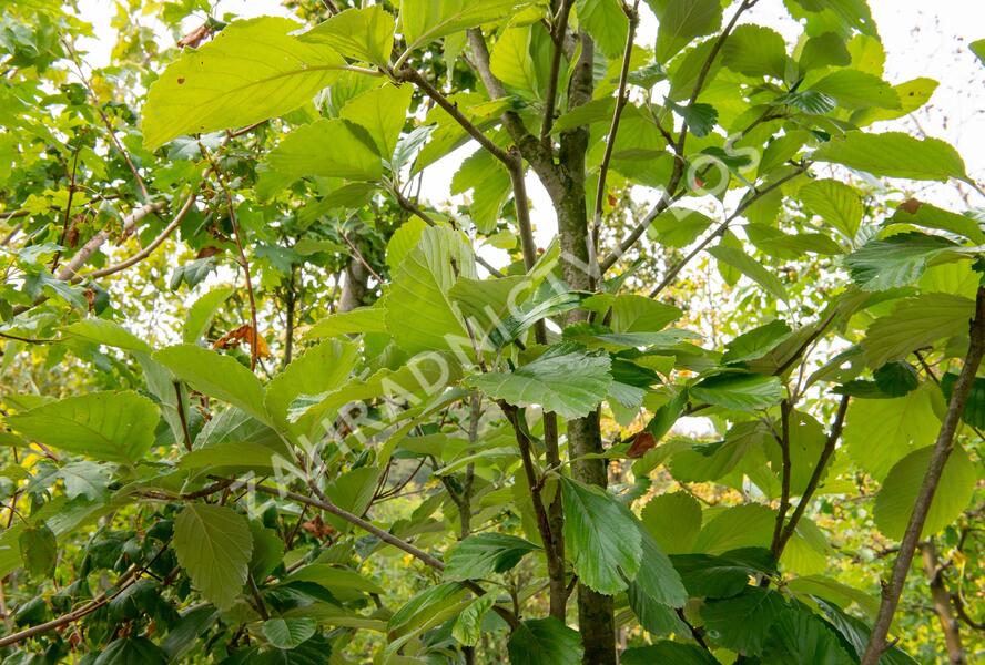 Jeřáb muk 'Gigantea' - Sorbus aria 'Gigantea'