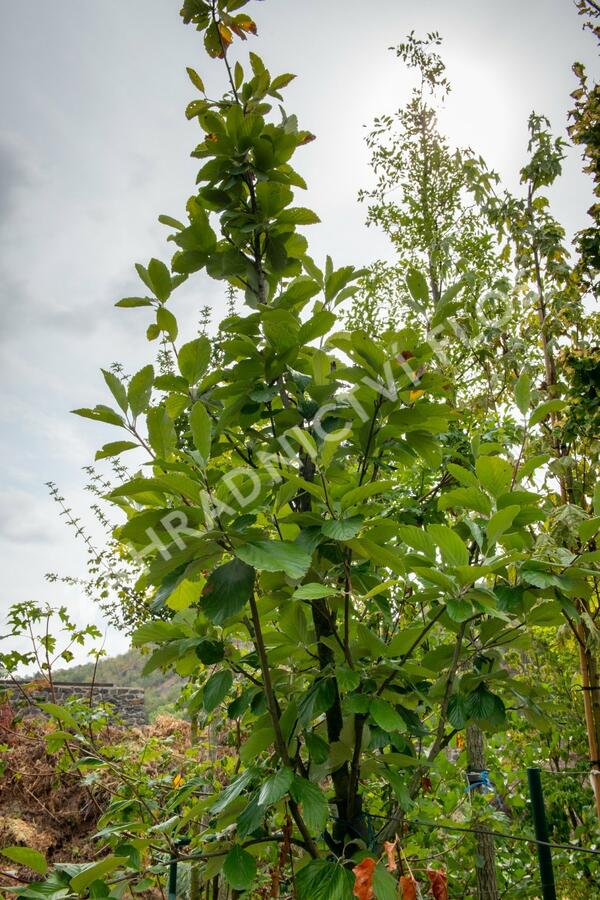 Jeřáb muk 'Gigantea' - Sorbus aria 'Gigantea'
