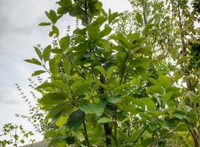 Jeřáb muk 'Gigantea' - Sorbus aria 'Gigantea'