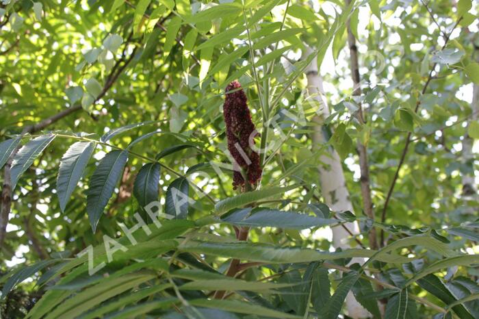 Škumpa orobincová - Rhus typhina