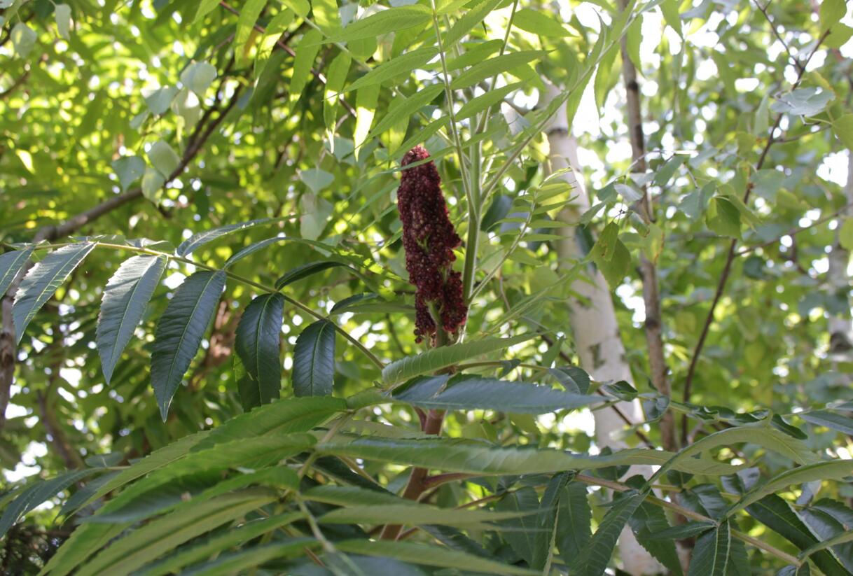 Škumpa orobincová - Rhus typhina