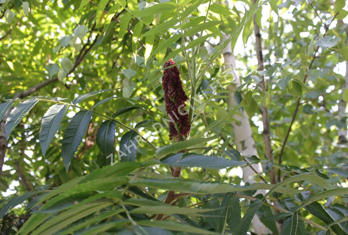 Škumpa orobincová - Rhus typhina