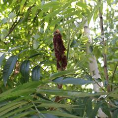 Škumpa orobincová - Rhus typhina