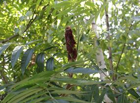 Škumpa orobincová - Rhus typhina