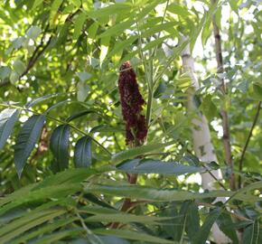 Škumpa orobincová - Rhus typhina