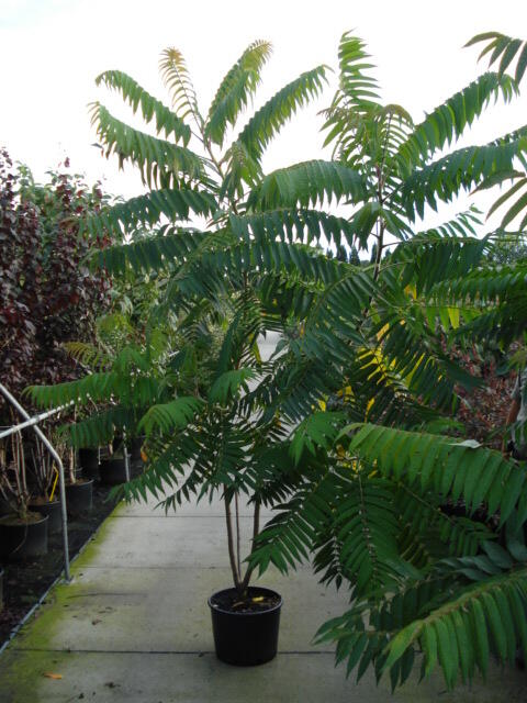 Škumpa orobincová - Rhus typhina