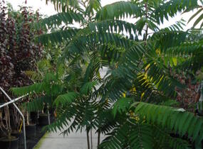 Škumpa orobincová - Rhus typhina