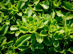 Rozchodník kamčatský 'Immergrün' - Sedum kamtschaticum 'Immergrün'