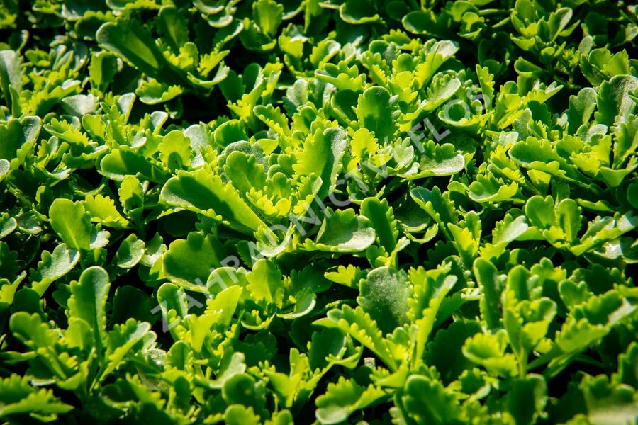 Rozchodník kamčatský 'Immergrün' - Sedum kamtschaticum 'Immergrün'