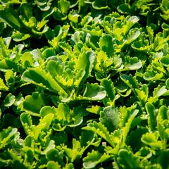 Rozchodník kamčatský 'Immergrün' - Sedum kamtschaticum 'Immergrün'