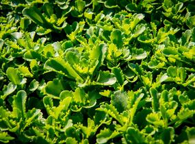 Rozchodník kamčatský 'Immergrün' - Sedum kamtschaticum 'Immergrün'