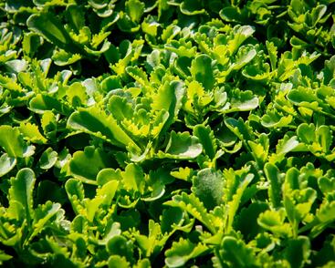 Rozchodník kamčatský 'Immergrün'