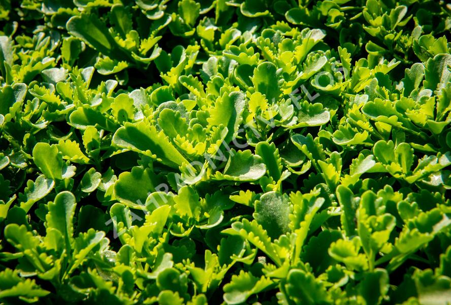 Rozchodník kamčatský 'Immergrün' - Sedum kamtschaticum 'Immergrün'