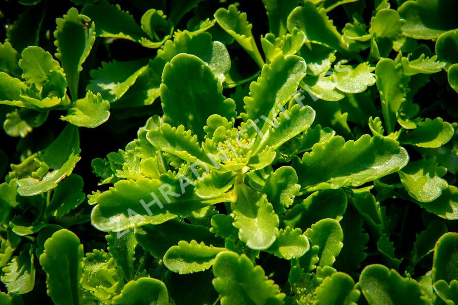 Rozchodník kamčatský 'Immergrün' - Sedum kamtschaticum 'Immergrün'