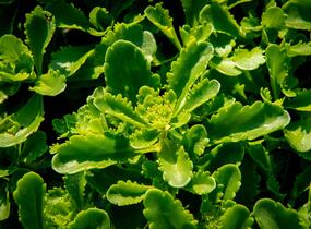 Rozchodník kamčatský 'Immergrün' - Sedum kamtschaticum 'Immergrün'