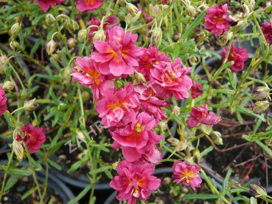 Devaterník 'Cerise Queen' - Helianthemum 'Cerise Queen'