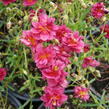 Devaterník 'Cerise Queen' - Helianthemum 'Cerise Queen'