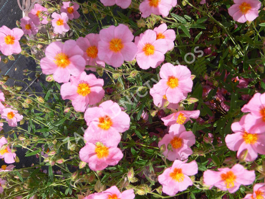 Devaterník 'Wisley Pink' - Helianthemum 'Wisley Pink'