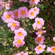 Devaterník 'Wisley Pink' - Helianthemum 'Wisley Pink'
