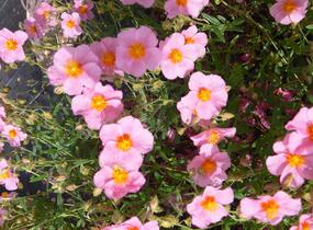 Devaterník 'Wisley Pink' - Helianthemum 'Wisley Pink'