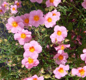 Devaterník 'Wisley Pink' - Helianthemum 'Wisley Pink'