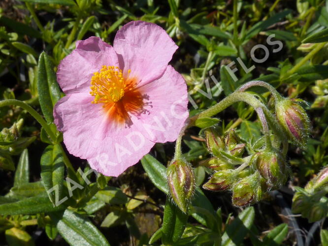 Devaterník 'Wisley Pink' - Helianthemum 'Wisley Pink'