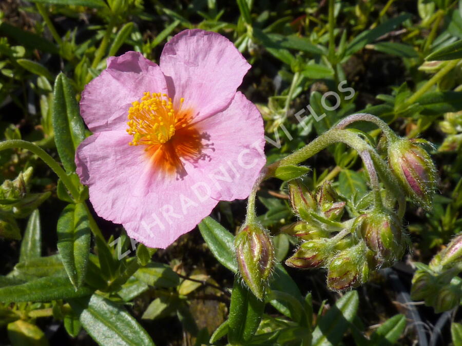 Devaterník 'Wisley Pink' - Helianthemum 'Wisley Pink'