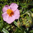 Devaterník 'Wisley Pink' - Helianthemum 'Wisley Pink'