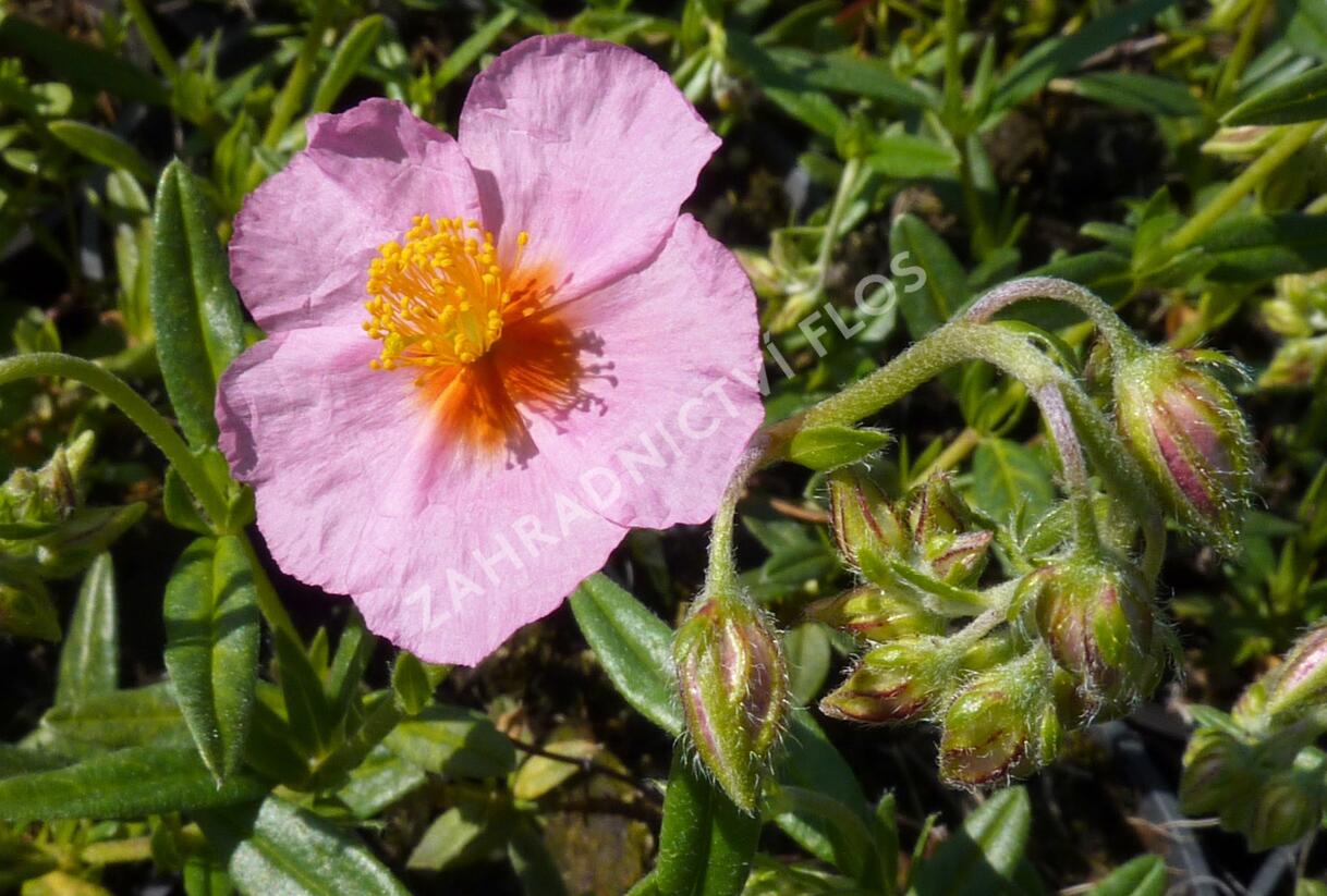 Devaterník 'Wisley Pink' - Helianthemum 'Wisley Pink'