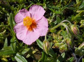 Devaterník 'Wisley Pink' - Helianthemum 'Wisley Pink'